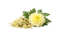 Chrysanthemum